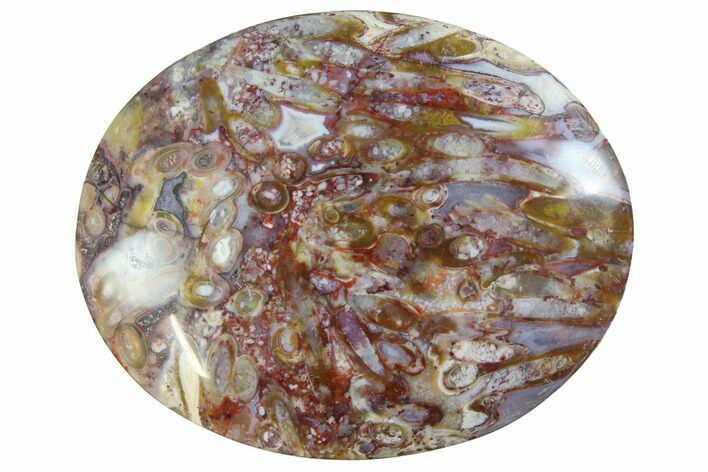 Colorful, Polished Petrified Palm Root - Indonesia #150269